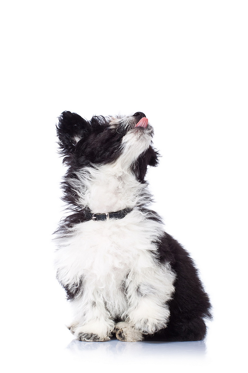 Cute havanese bichon looking up with his tongue exposed out