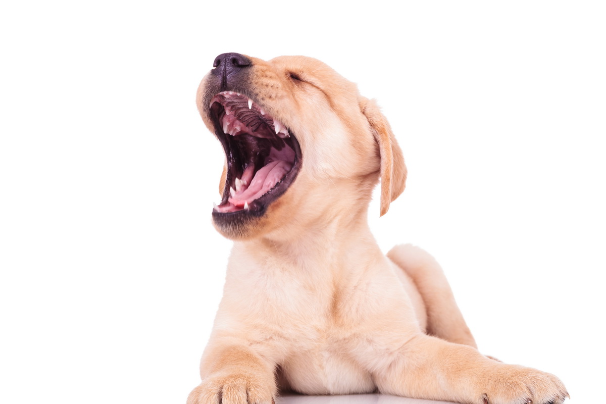 super excited labrador retriever puppy dog screaming of joy. tired little puppy is yawning