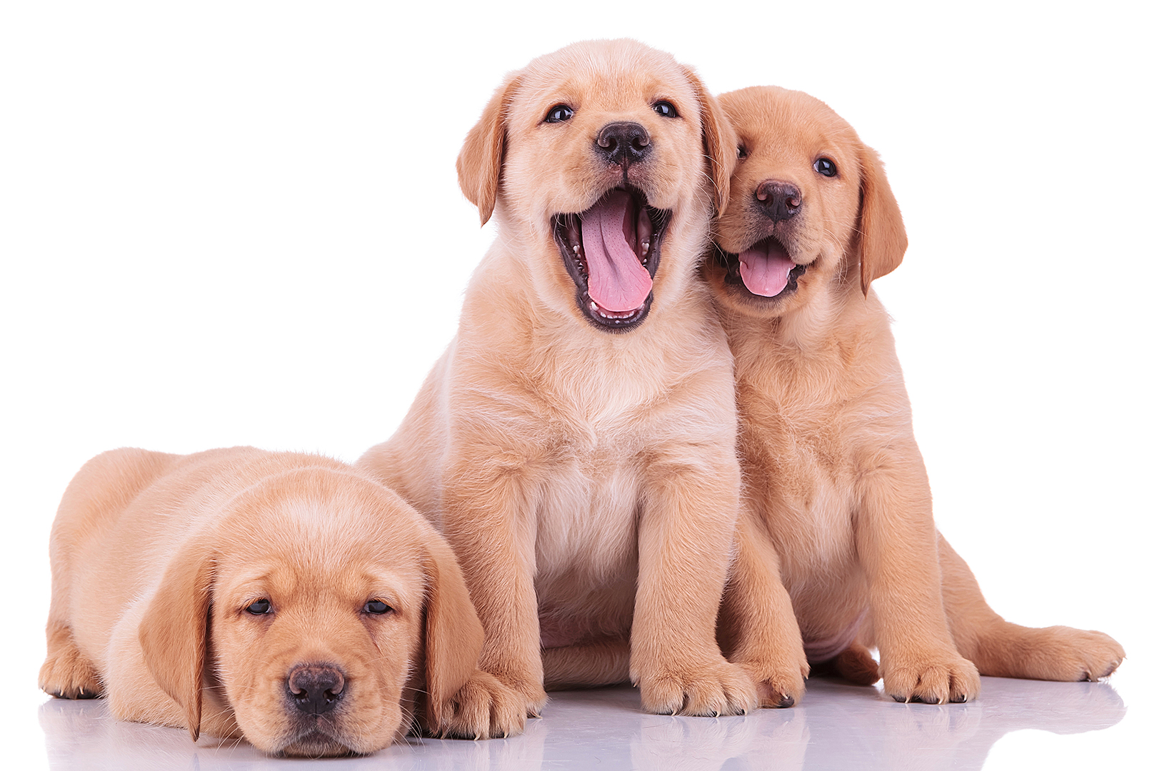 three labrador retriever puppy dogs, two barking and one looking sleepy on white backgroun