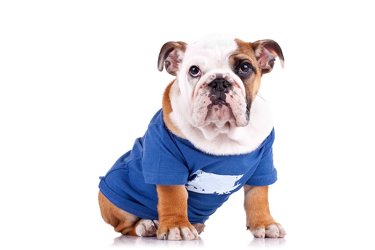 cute english bulldog puppy sitting in nice pet clothes over white